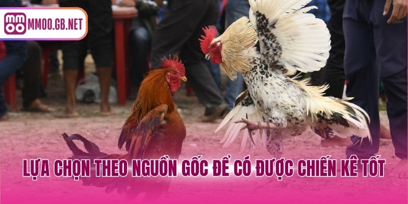 Lựa chọn theo nguồn gốc để có được chiến kê tốt