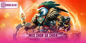 mẹo chọn gà chiến